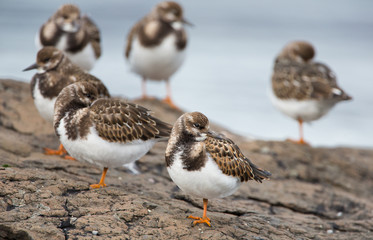 Group Ruddy Turnstone on a stone at Iceland