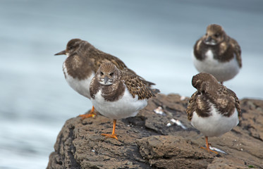 Group Ruddy Turnstone on a stone at Iceland