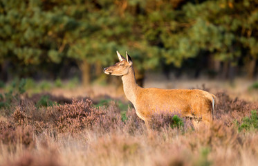 Red deer Female