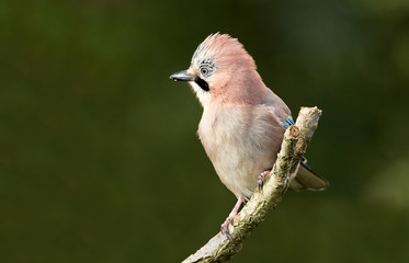 Jaybird
