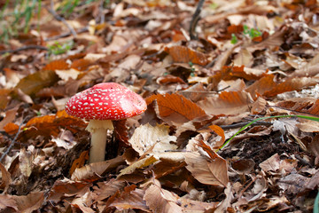 amanita