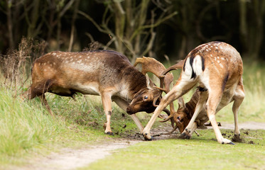 Fototapeta premium Fallow deer at combat