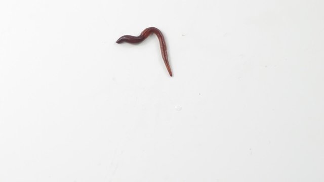 earthworm