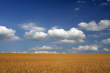 Obraz premium harvesting