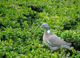 Dove on the green.