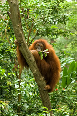 Hairy orangutan at a tree eating a branch and leaves