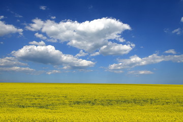 Obraz premium canola