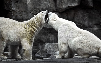 polar bears mouth to mouth