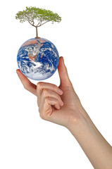 Tree on Earth as a symbol of peace.Elements of this image furnis