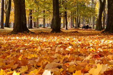 City park in autumn