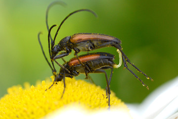 Soldier beetles mating