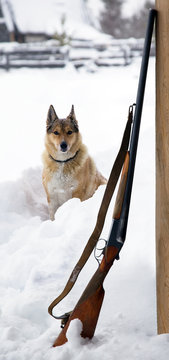 Hunting dog with a gun nearì
