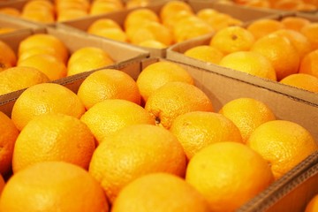 Big and fresh oranges in the supermarket