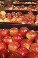 Appetizing red apple  in grocery