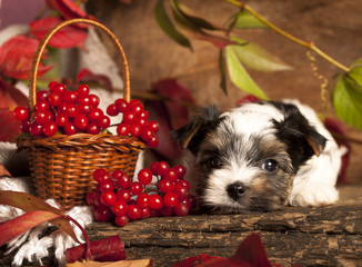Biewer terrier puppies