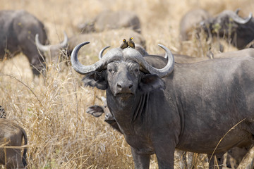 Fototapeta premium Wild African Buffalo