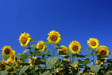 Printed roller blinds Sunflower Sunflower