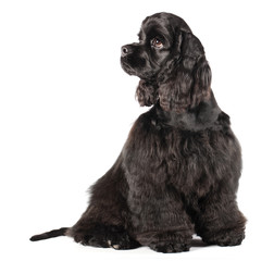 Cocker spaniel puppy