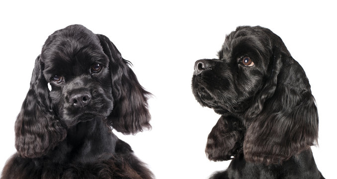 Cocker spaniel puppy