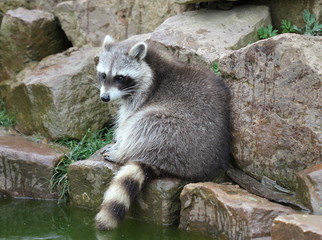 Junger Waschbär am Wasser