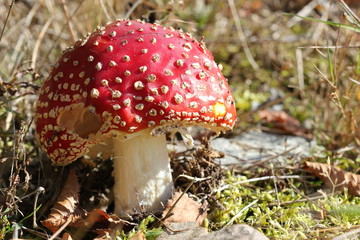 Fliegenpilz im Kellerwald