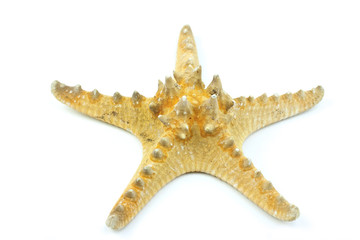 Starfish isolated on white