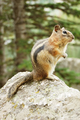 Chipmunk on a rock