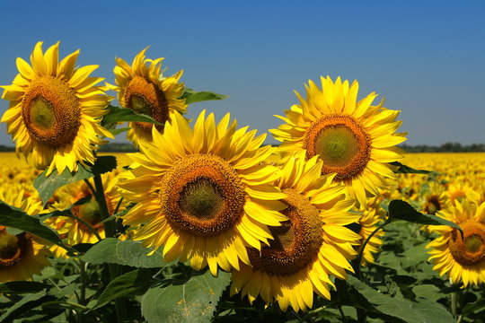 Sunflower © Tkachuk