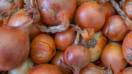 Cipolle (Allium Cepa)