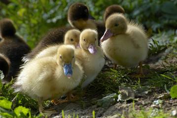 baby duck