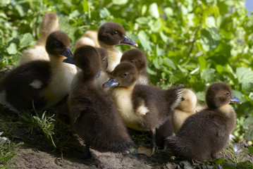 baby duck