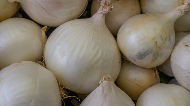 Cipolle (Allium Cepa)