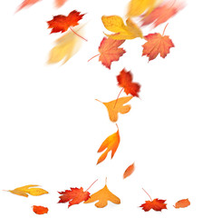 Red and yellow autumn leaves falling