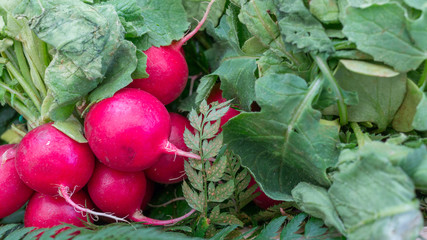 Ravanello (Raphanus sativus)