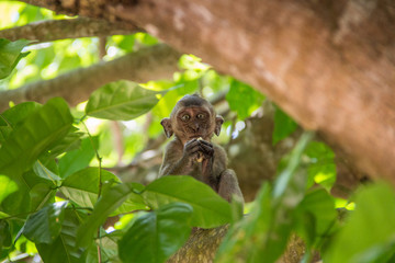 Mała małpka spogląda z drzewa