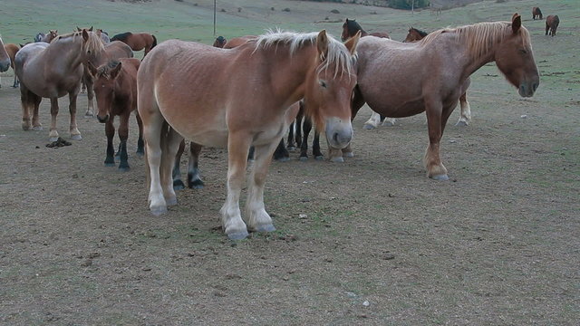 Caballos 1