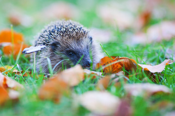 junger Igel hockt im Gras