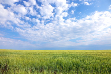 Obraz premium farmlands