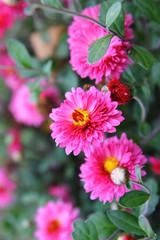 Fototapeta premium осенние цветы