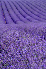 Lavender fields  near Valensole in Provence, France