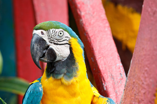 The Blue-and-yellow Macaw bird.