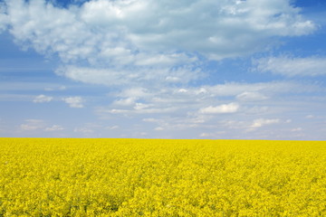 Obraz premium canola