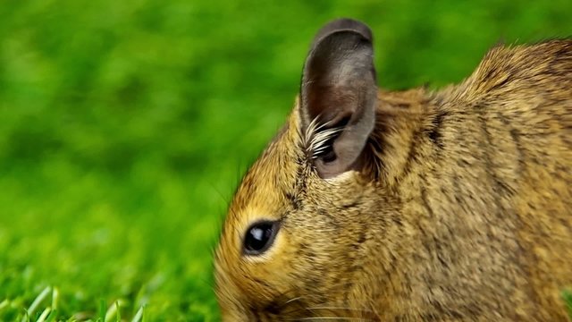えさを食べるデグー