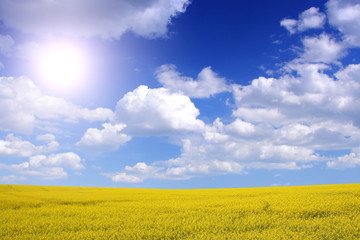 Obraz premium canola