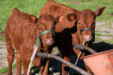 Two young calves