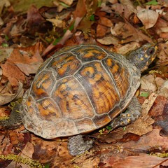 Box Turtle in Alabama