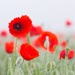 Obraz premium Field of poppies