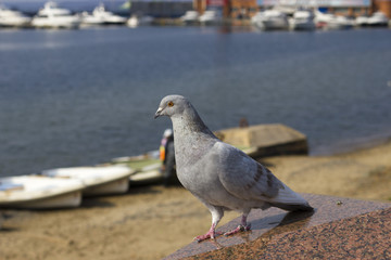 Lonely pigeon