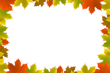 Autumn maple leafs background