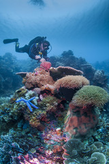Diver on a colourful reef